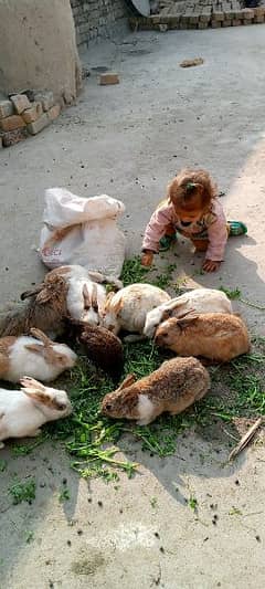 home bread rabbits