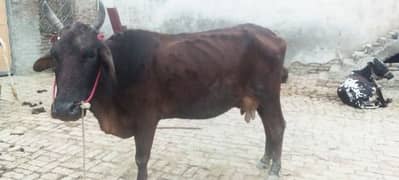 cows for sell