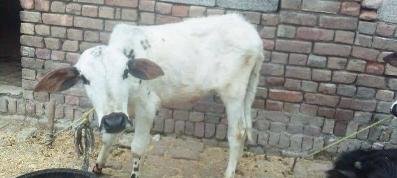 cows for sell 1