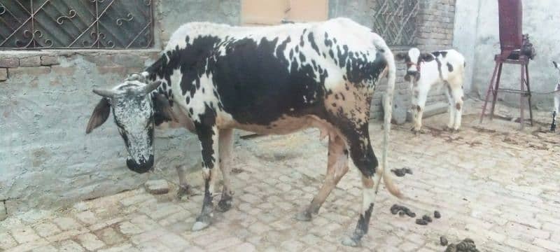 cows for sell 3