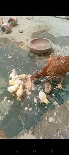 Aseel hen with 6 chicks