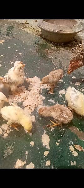 Aseel hen with 6 chicks 1