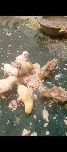 Aseel hen with 6 chicks 2