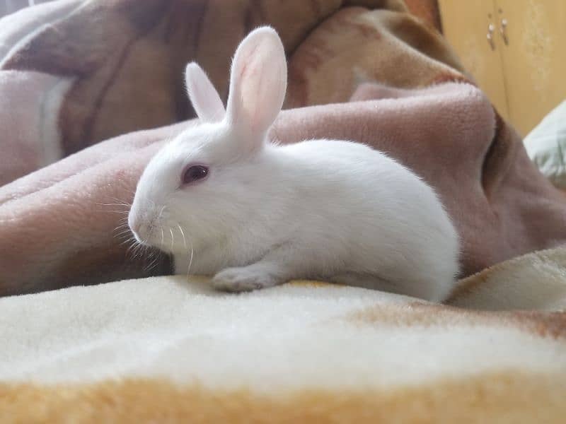 Rabbit baby 1