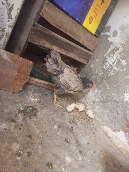 Hen with chicks 2