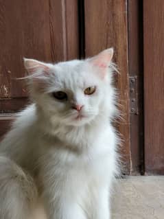 WHITE FEMALE PERSIAN CAT