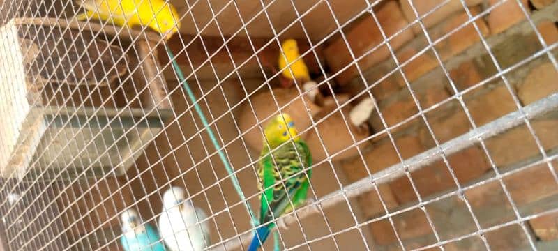 Dakhni teeter and Australian parrots 1