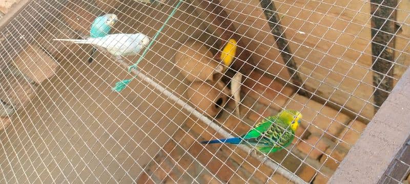 Dakhni teeter and Australian parrots 5