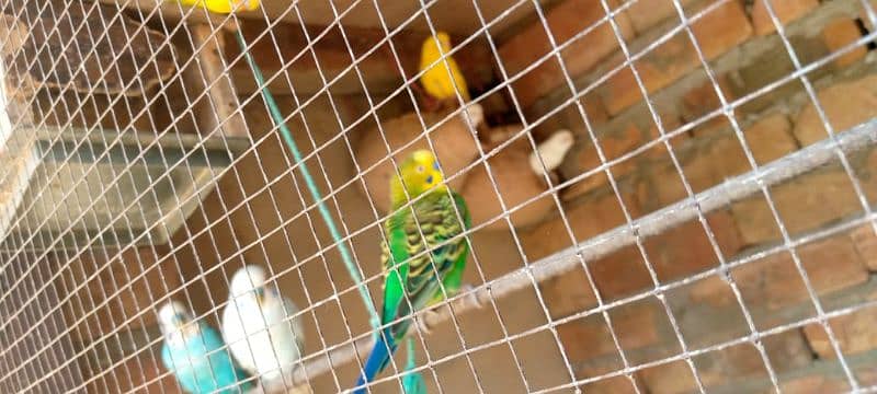 Dakhni teeter and Australian parrots 7