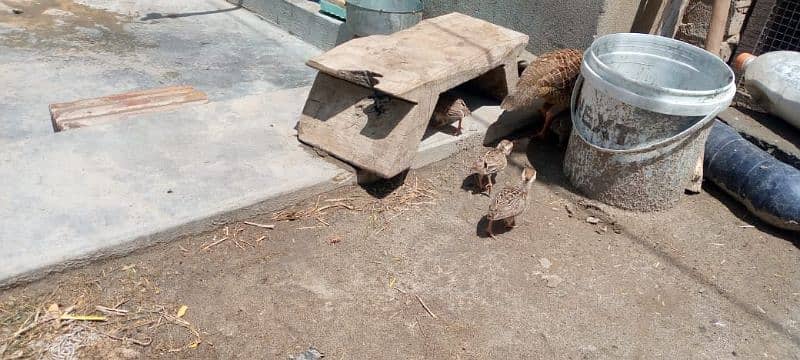 Dakhni teeter and Australian parrots 9