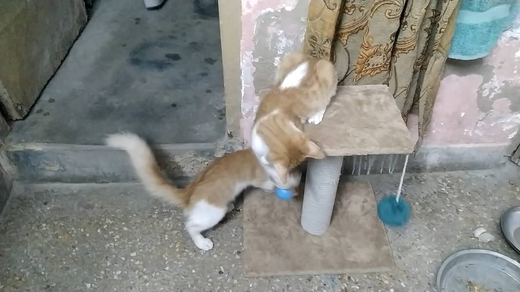 2 male kittens perisan 3