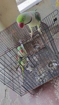 Parrots pair /Parrots breeding pair /Kashmiri Parrots pair for sale 0
