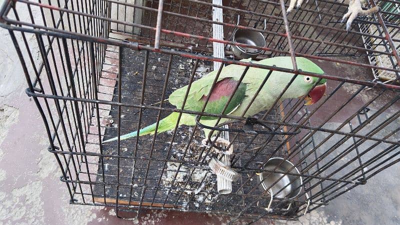 Parrots pair /Parrots breeding pair /Kashmiri Parrots pair for sale 1