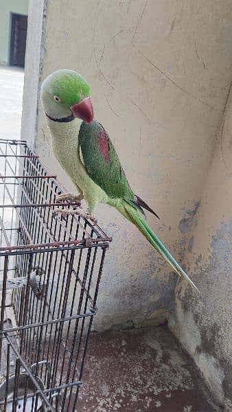 Parrots pair /Parrots breeding pair /Kashmiri Parrots pair for sale 2
