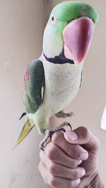 Parrots pair /Parrots breeding pair /Kashmiri Parrots pair for sale 3