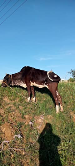 Cow for sale 0