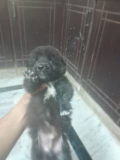 bakarwa bitch + afghani male dog cross male puppy for sale