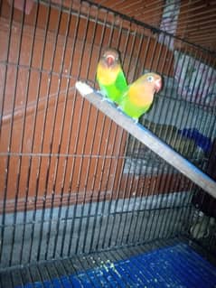 Parrot and cage for sale