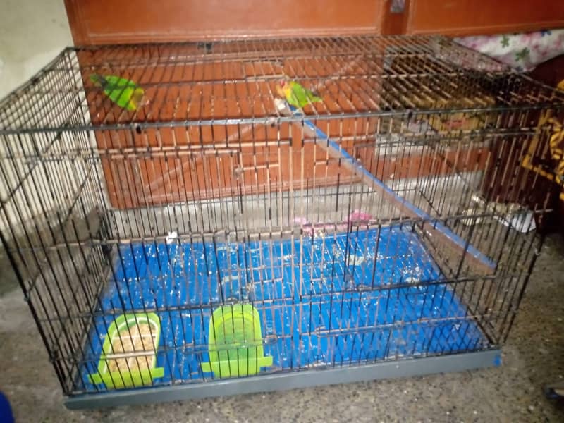 Parrot and cage for sale 1