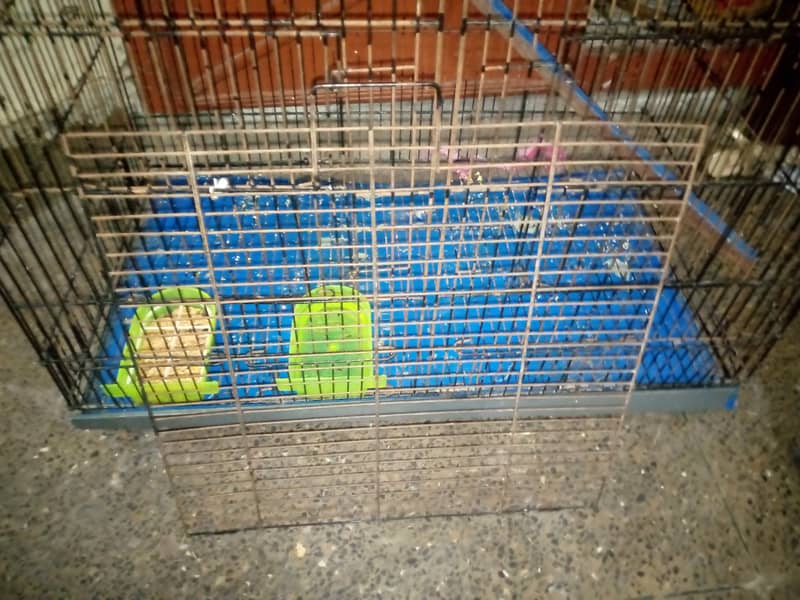 Parrot and cage for sale 3
