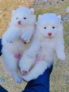 Russian puppy pair 2 month for sale