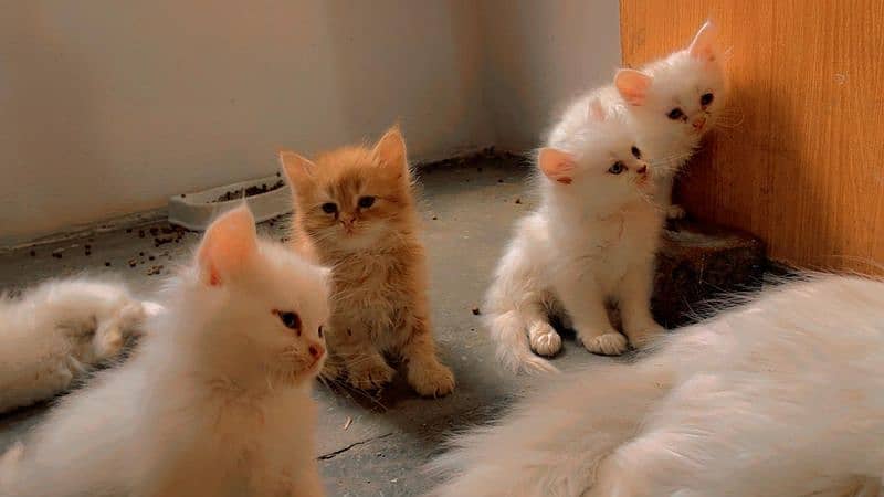 cute kittens for sale 0
