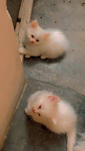cute kittens for sale 3