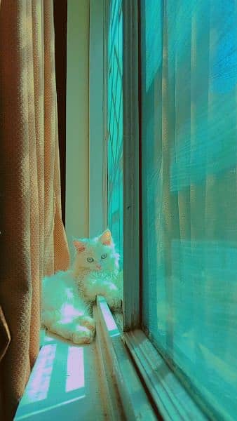 white Persian cat 2