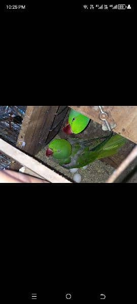 Kashmiri raw parrots 9