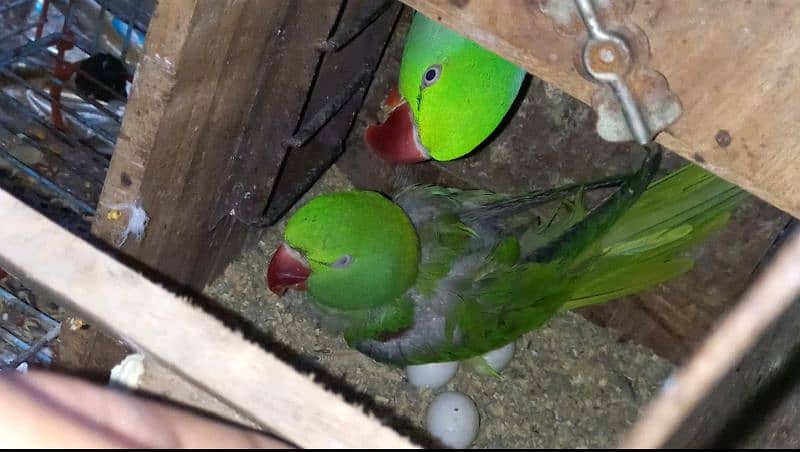 Kashmiri raw parrots 11