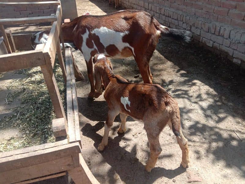 goats with kids 7