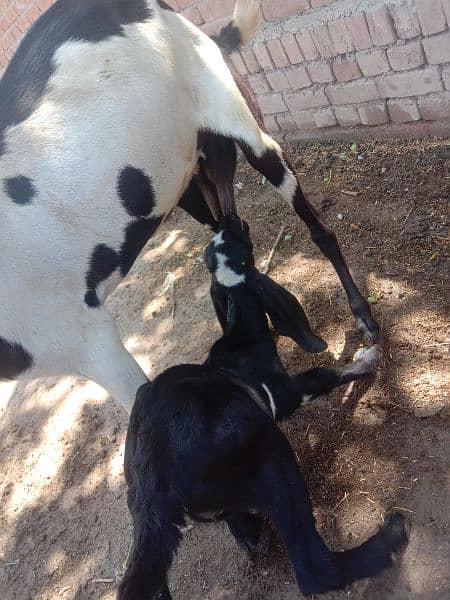 goats with kids 10