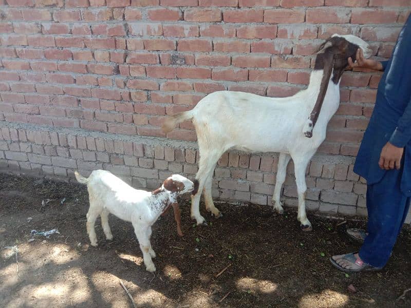 goats with kids 12