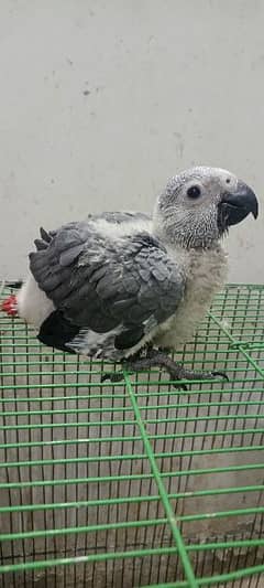 Congo size grey parrot chick Karachi breed 0