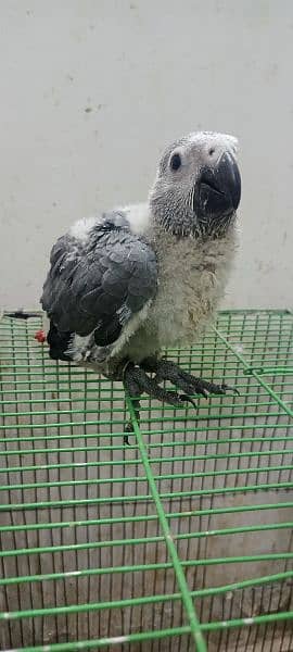 Congo size grey parrot chick Karachi breed 2