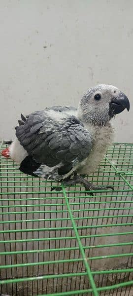 Congo size grey parrot chick Karachi breed 3