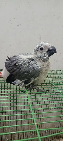 Congo size grey parrot chick Karachi breed 4