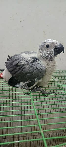 Congo size grey parrot chick Karachi breed 5