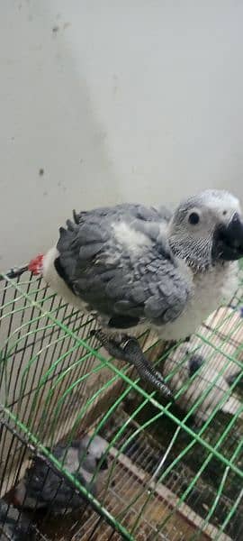 Congo size grey parrot chick Karachi breed 6