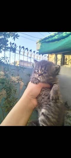 selling Persian kitten