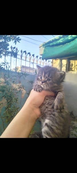 selling Persian kitten 0