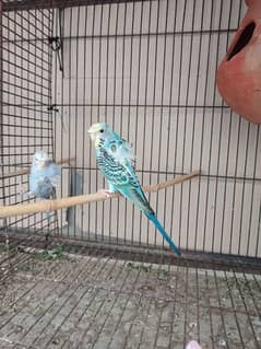 Hogoromo parrots Pair