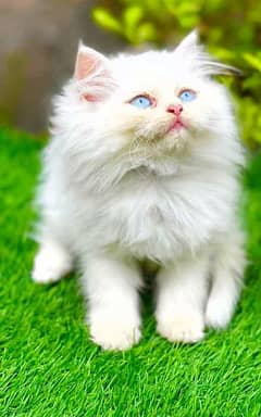 persian kitten cat