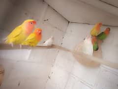 love bird 1green 1white and 1yellow pair with yellow ring lovebird