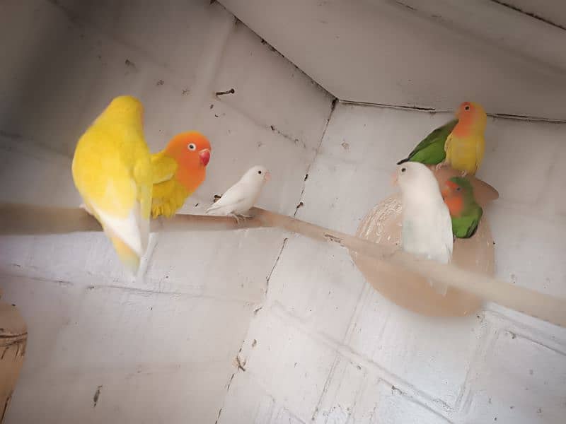 love bird 1green 1white and 1yellow pair with yellow ring lovebird 1