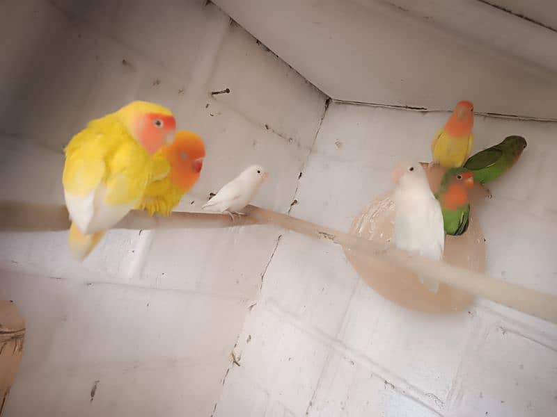 love bird 1green 1white and 1yellow pair with yellow ring lovebird 2