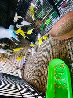 budgies parrot good quality birds available