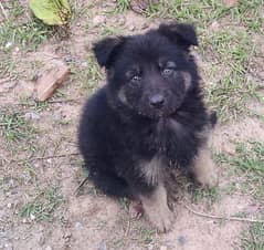 German Shephred Puppy age 40 days 0
