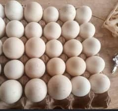 Turkey fertile eggs available 0