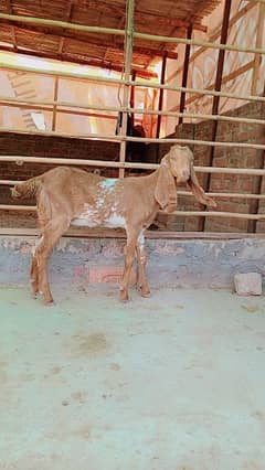 goats 3 month makkhi chini email available 0